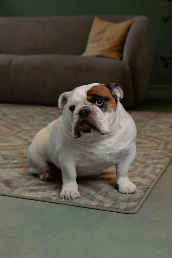 Stip, Chief Cuddle Officer bij Unexus